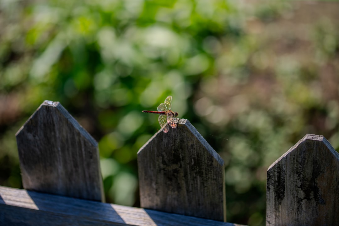 Fence repair in Edmond, OK